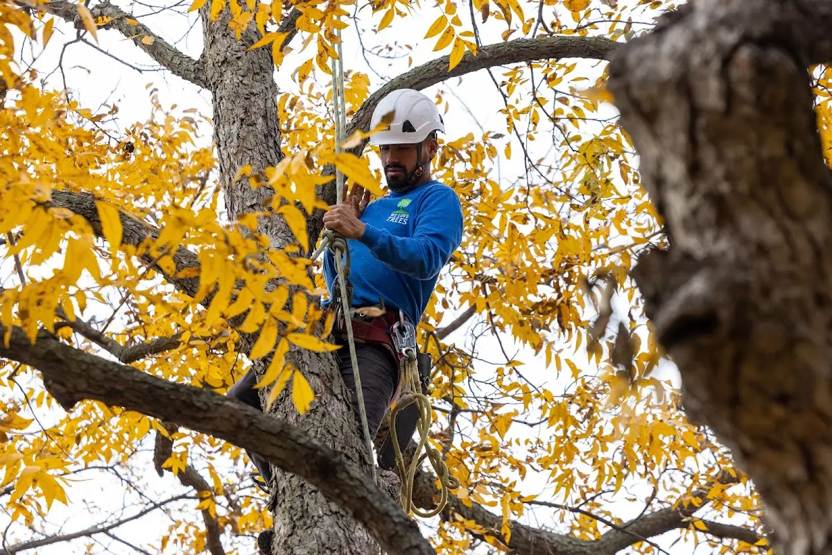 Skilled Storm Damage Cleanup crew working in Moose