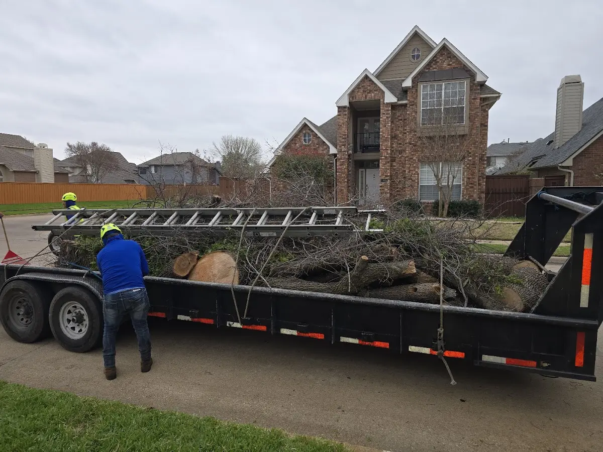Expert Tree Removal with proper safety equipment in Moose